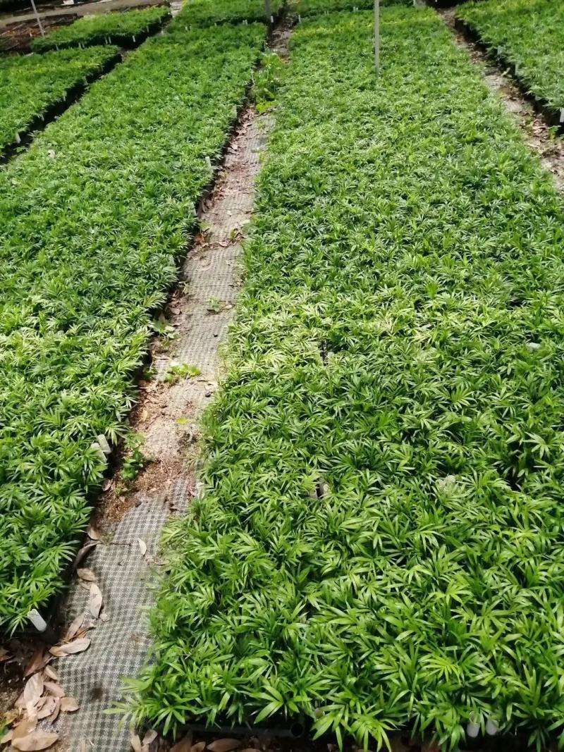 碧玉豆瓣绿椒草盆栽植物室内盆栽观叶植物