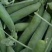 长寿仁豌豆大量上市欢迎采购商来电