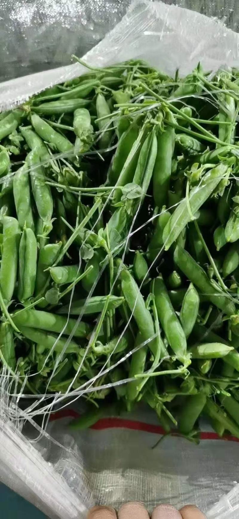长寿仁豌豆大量上市欢迎采购商来电