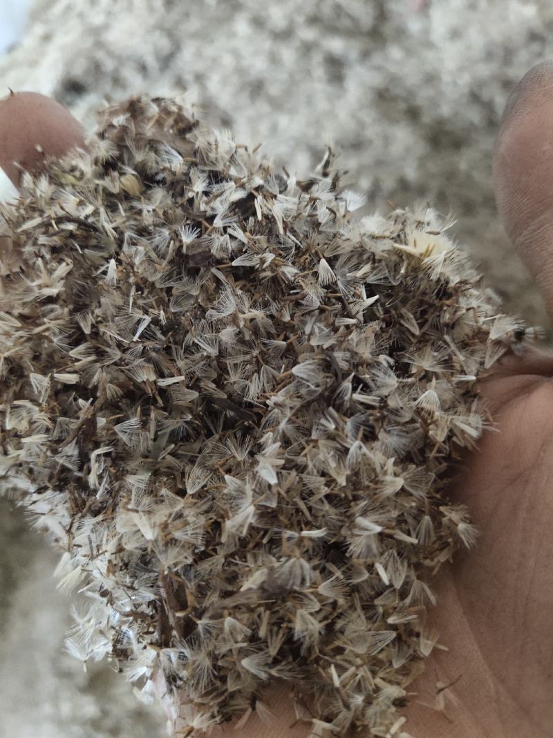 贵州一支黄花，花香又浓品质高