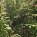 贵州一支黄花，花香又浓品质高