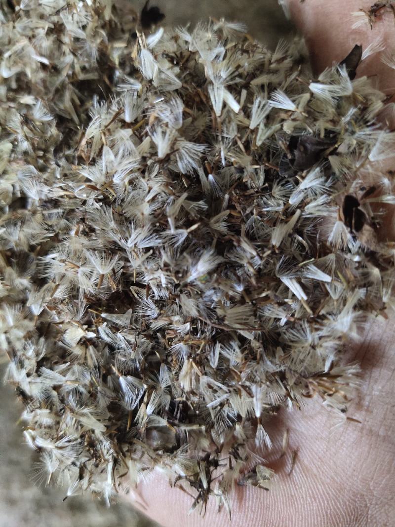 贵州一支黄花，花香又浓品质高