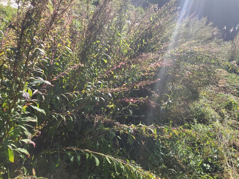 贵州一支黄花，花香又浓品质高