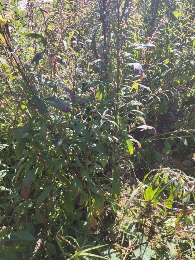 贵州一支黄花，花香又浓品质高