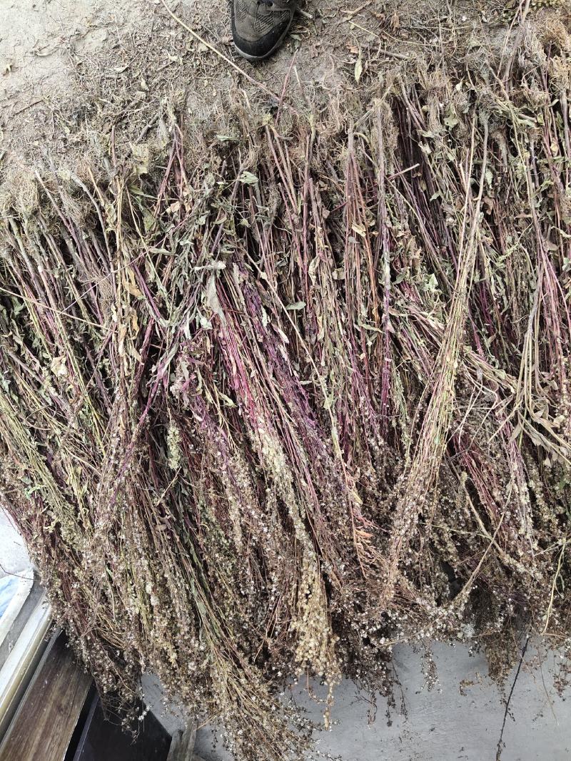 贵州一支黄花，花香又浓品质高