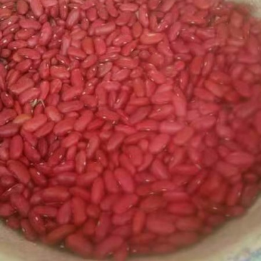 晋西北高寒地区优质红芸豆（量大质优没有中介商）