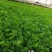 水蒲桃种苗庭园盆栽花卉绿植四季常青热带果树