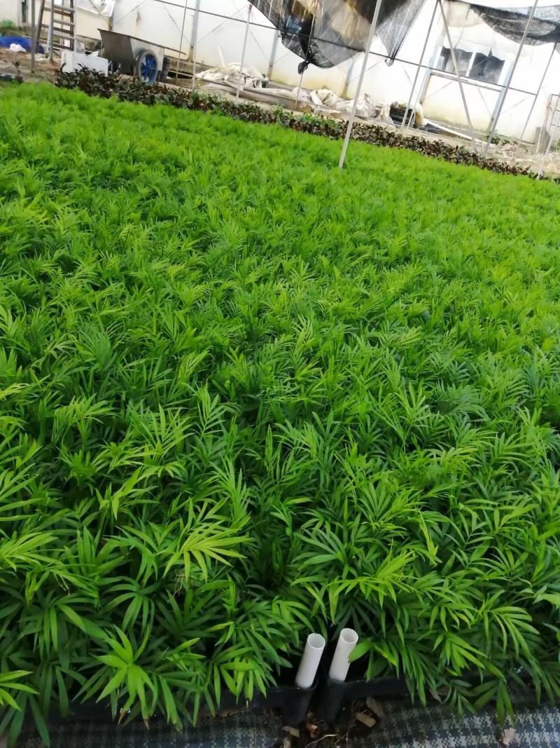 水蒲桃种苗庭园盆栽花卉绿植四季常青热带果树