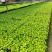 水蒲桃种苗庭园盆栽花卉绿植四季常青热带果树