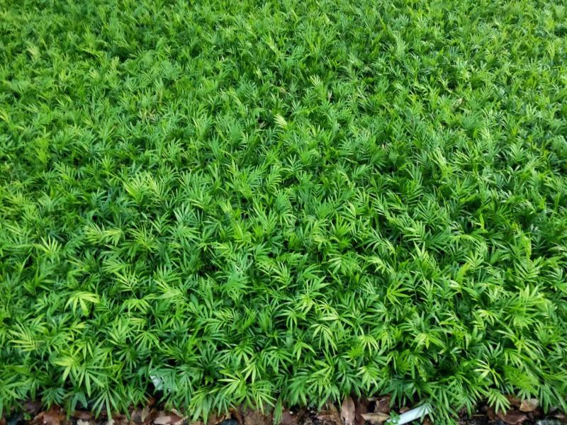 水蒲桃种苗庭园盆栽花卉绿植四季常青热带果树