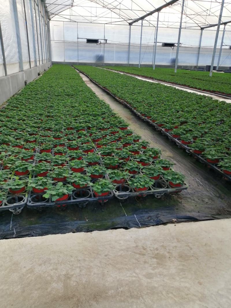 水蒲桃种苗庭园盆栽花卉绿植四季常青热带果树