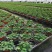 水蒲桃种苗庭园盆栽花卉绿植四季常青热带果树