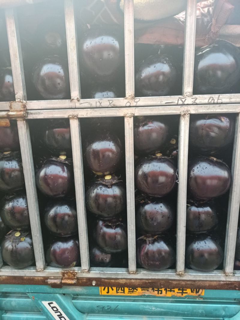 【荐】精品圆茄一手货源产地直供欢迎电话咨询价格亲民