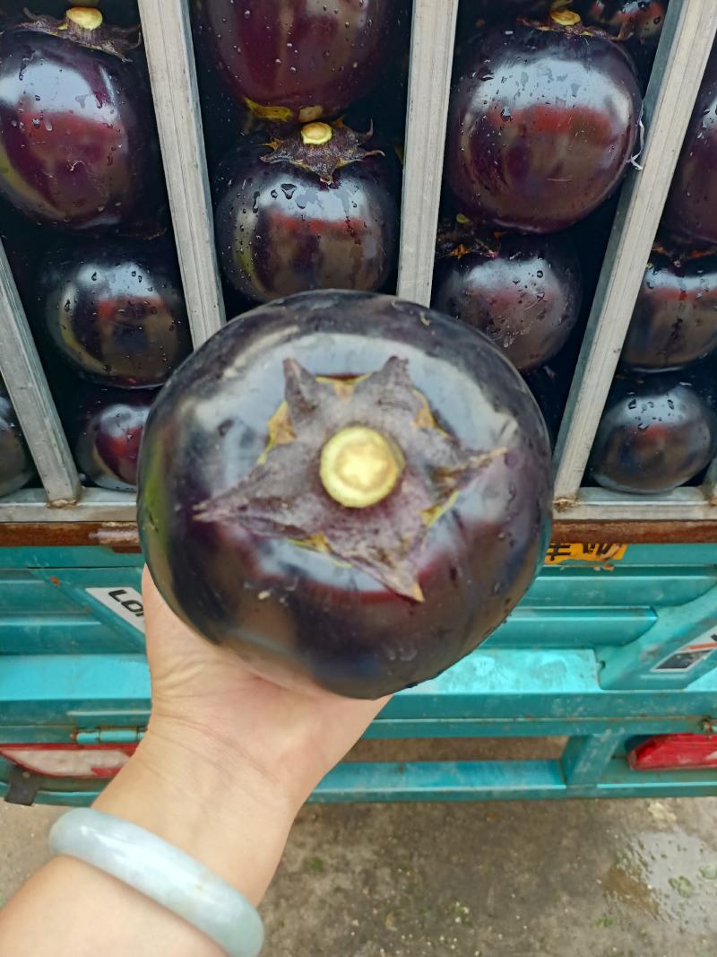 【荐】精品圆茄一手货源产地直供欢迎电话咨询价格亲民