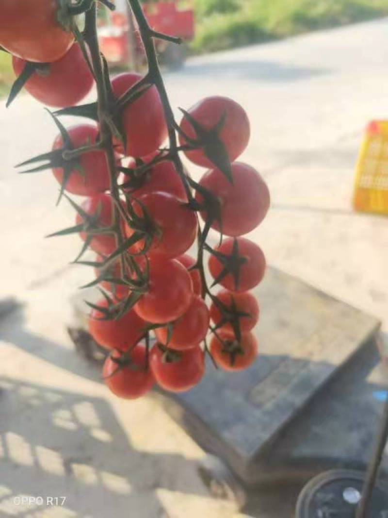 圣女果，粉秋果，千禧果，贝贝千禧果