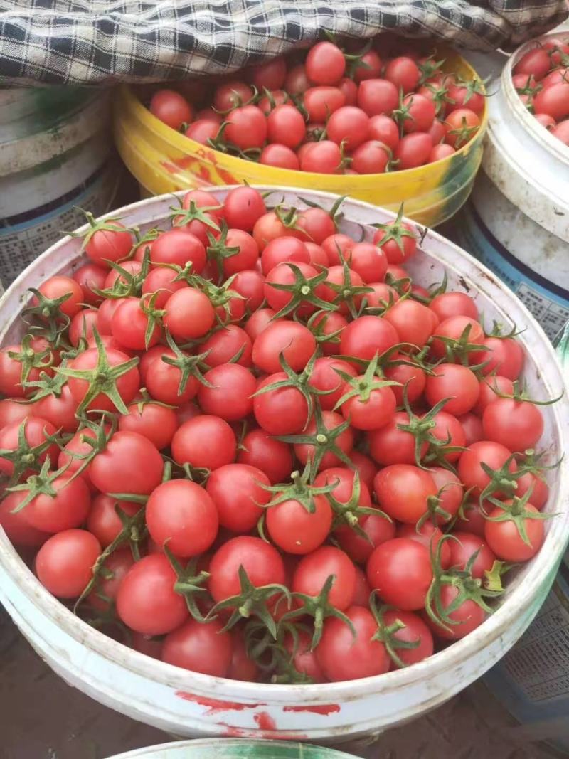 圣女果，粉秋果，千禧果，贝贝千禧果