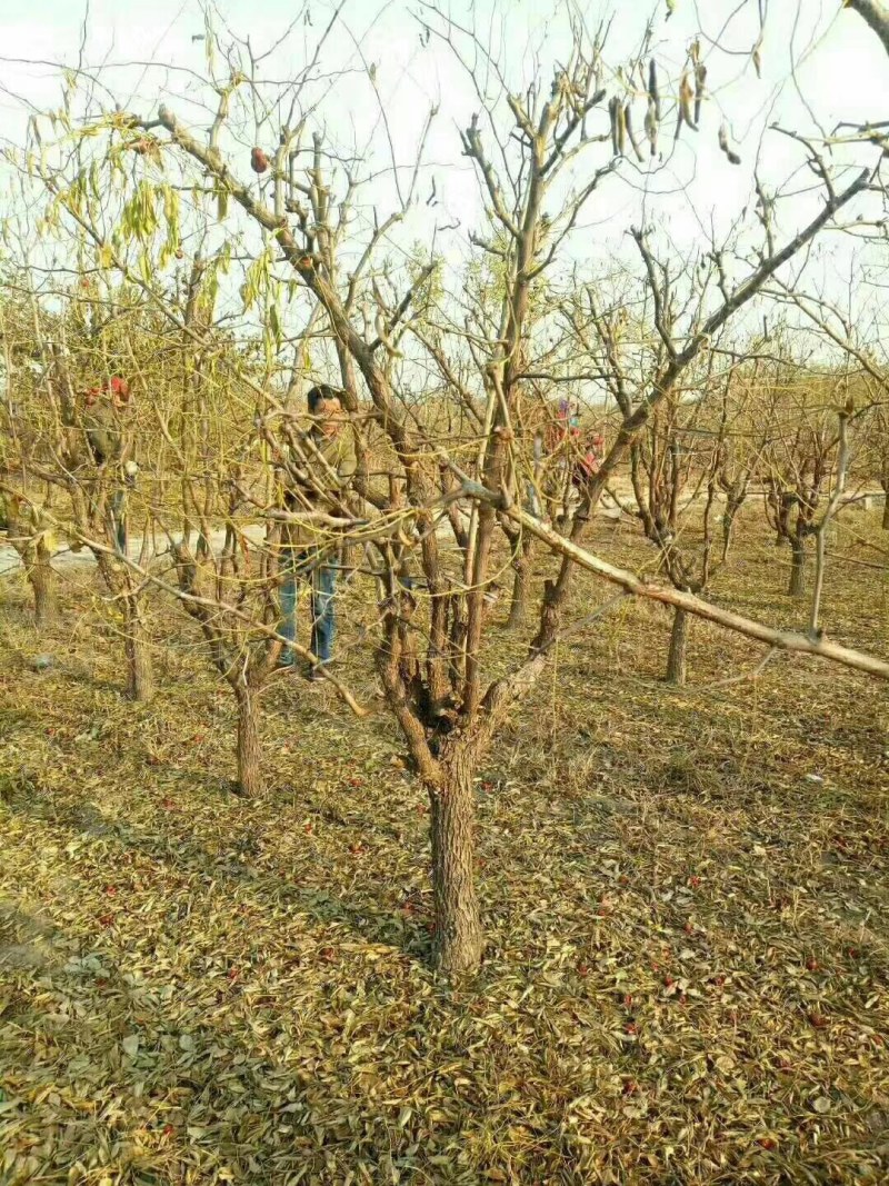 山东基地直供冬枣树量大
