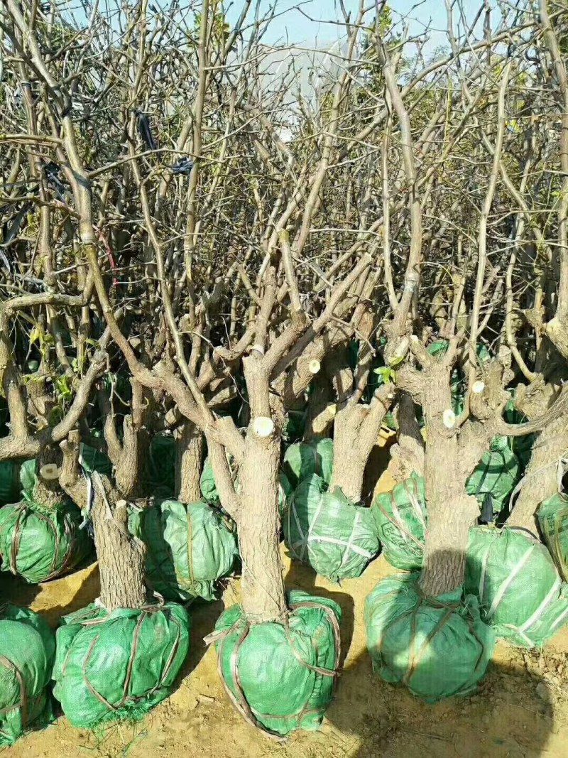 山东基地直供冬枣树量大
