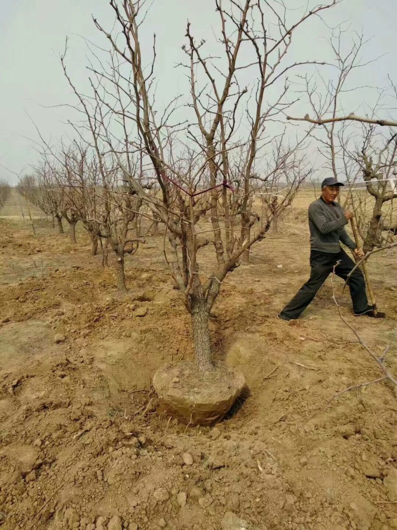 山东基地直供冬枣树量大