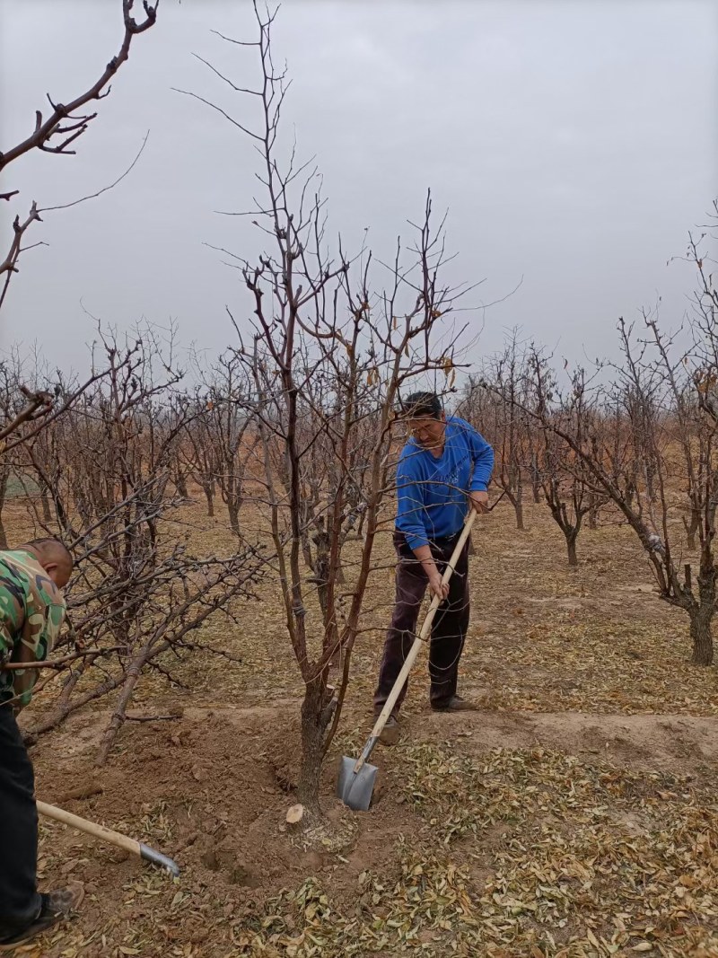 山东基地直供冬枣树量大