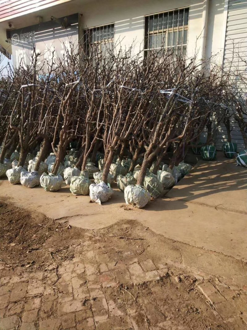 山东基地直供冬枣树量大
