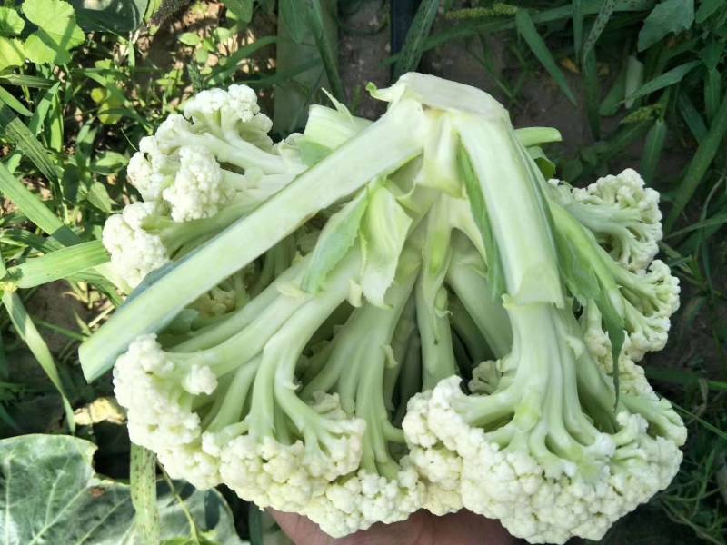 欧兰德川岛松花80种子松花种子花椰菜种子有机菜花种子