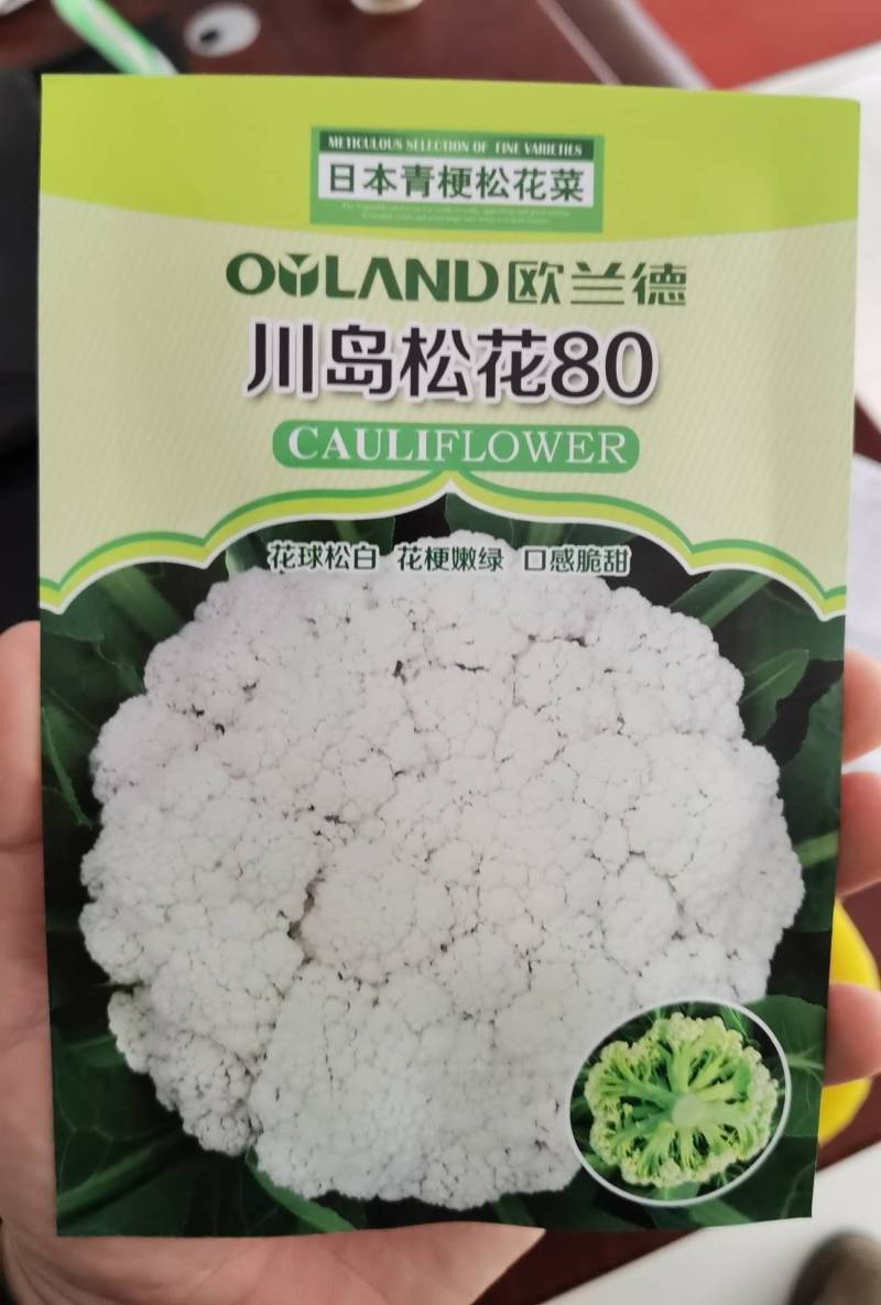 欧兰德川岛松花80种子松花种子花椰菜种子有机菜花种子