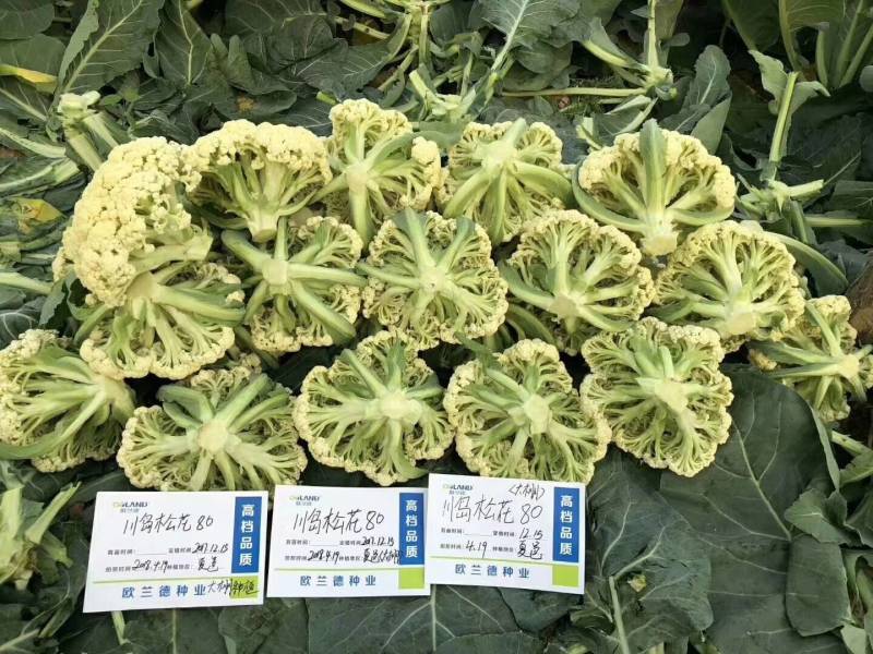 欧兰德川岛松花80种子松花种子花椰菜种子有机菜花种子