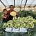 欧兰德川岛松花80种子松花种子花椰菜种子有机菜花种子