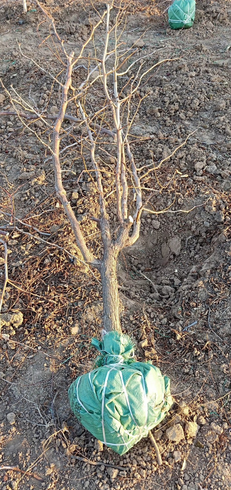 山东基地直供冬枣树量大