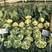 欧兰德川岛松花80种子松花种子花椰菜种子有机菜花种子
