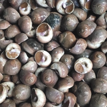 香螺红香螺质量保证一手货源