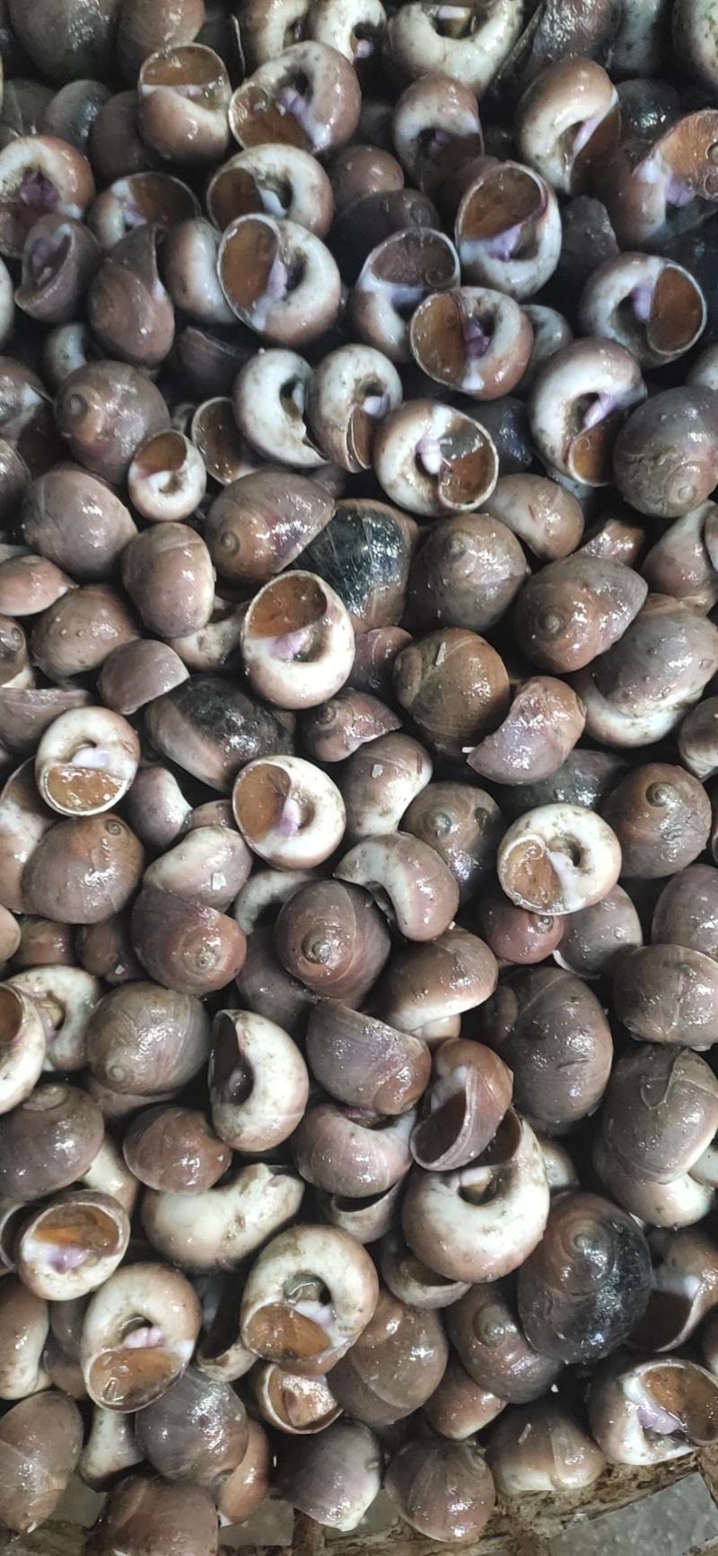 香螺红香螺质量保证一手货源