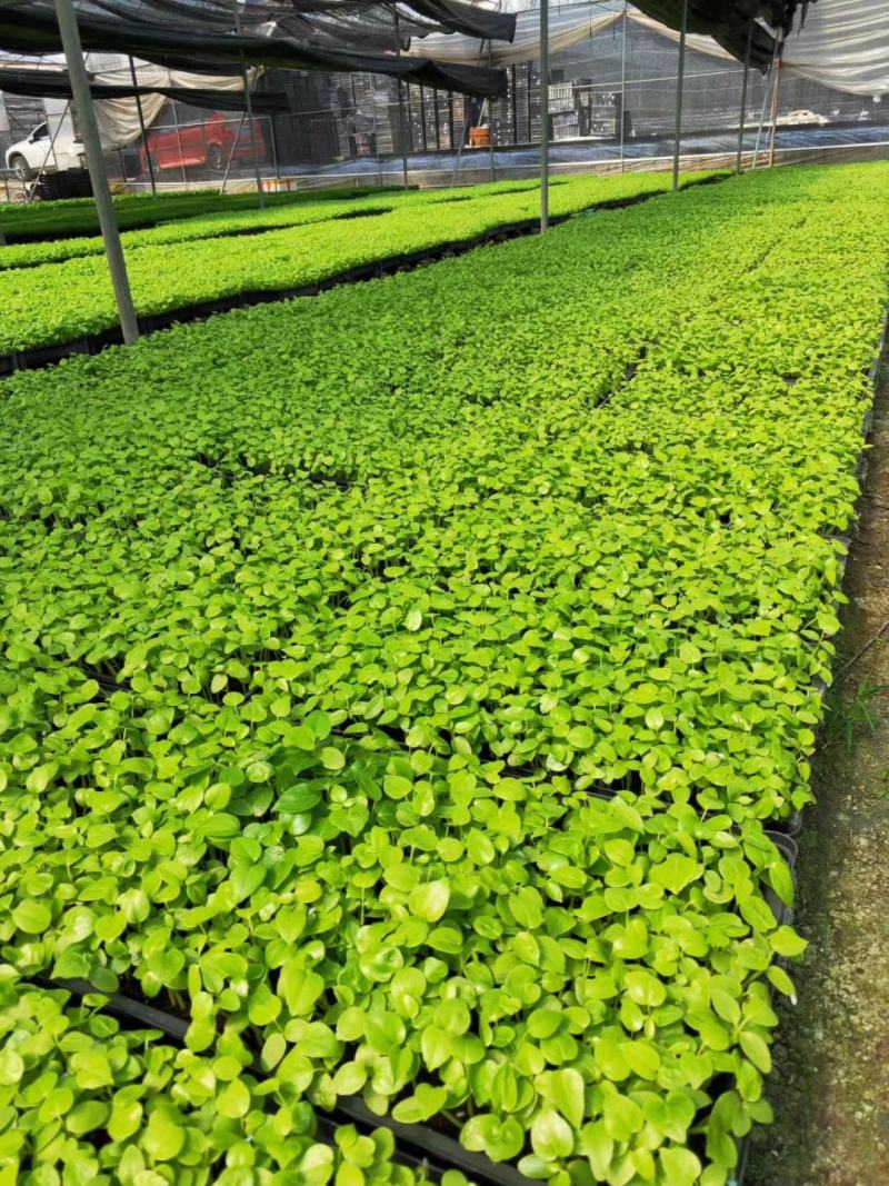 琴叶榕袋苗室内盆栽观叶植物绿植净化空气