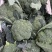 布鲁斯1801高端西兰花种子适合春秋种植球型好芽率高