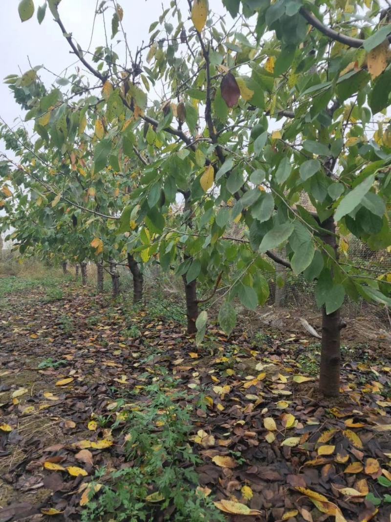樱桃树，8一15公分有货有量