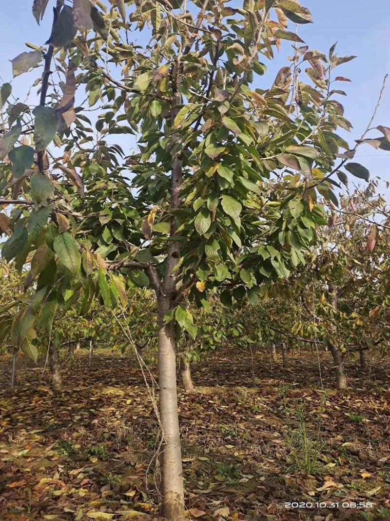 樱桃树，8一15公分有货有量