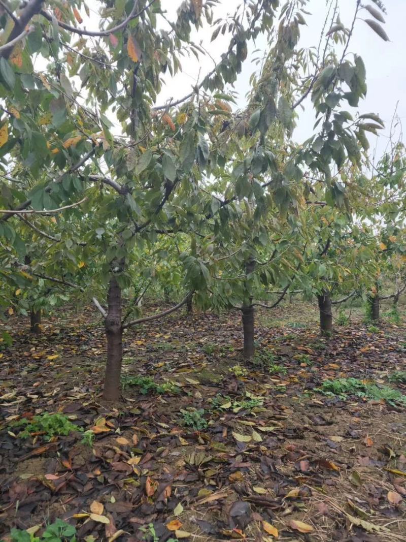 樱桃树，8一15公分有货有量