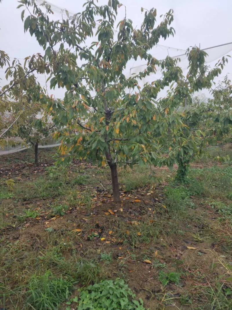 樱桃树，8一15公分有货有量