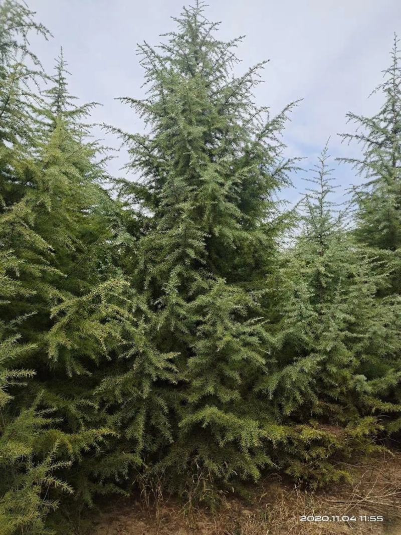 雪松，2一6米有货有量