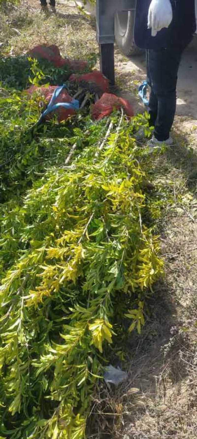 石榴树，丛生石榴树，独杆，大小规格