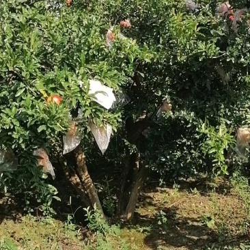 石榴树，丛生石榴树，独杆，大小规格
