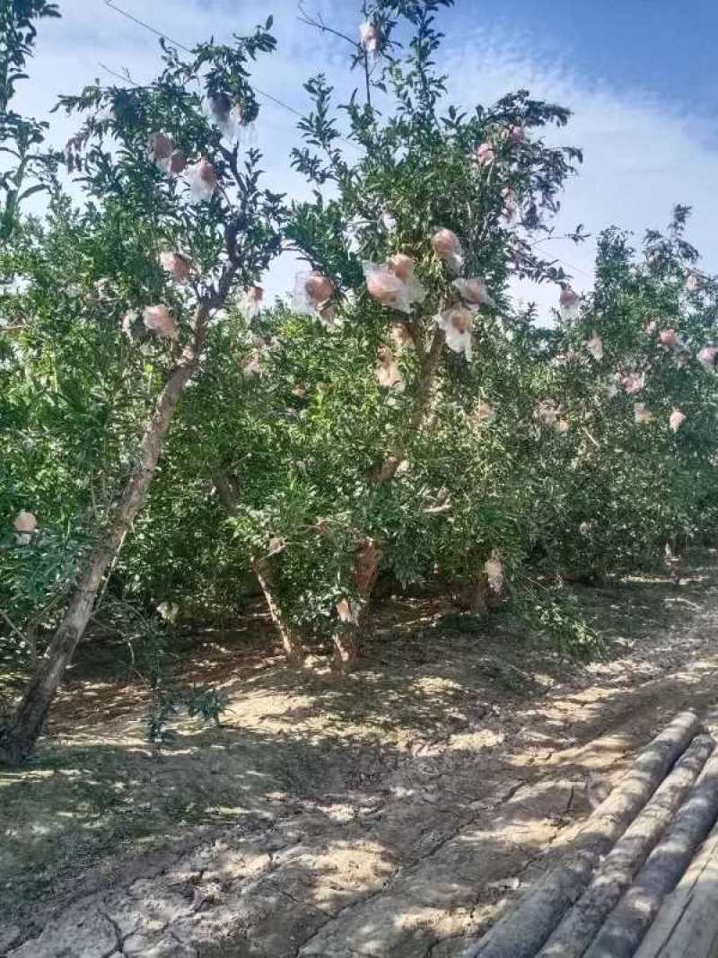 石榴树，丛生石榴树，独杆，大小规格
