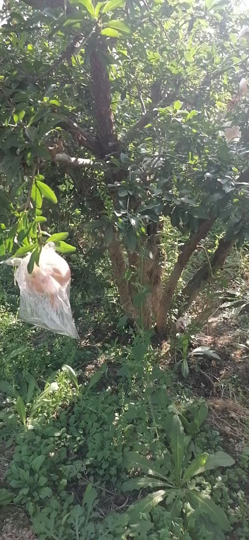石榴树，丛生石榴树，独杆，大小规格
