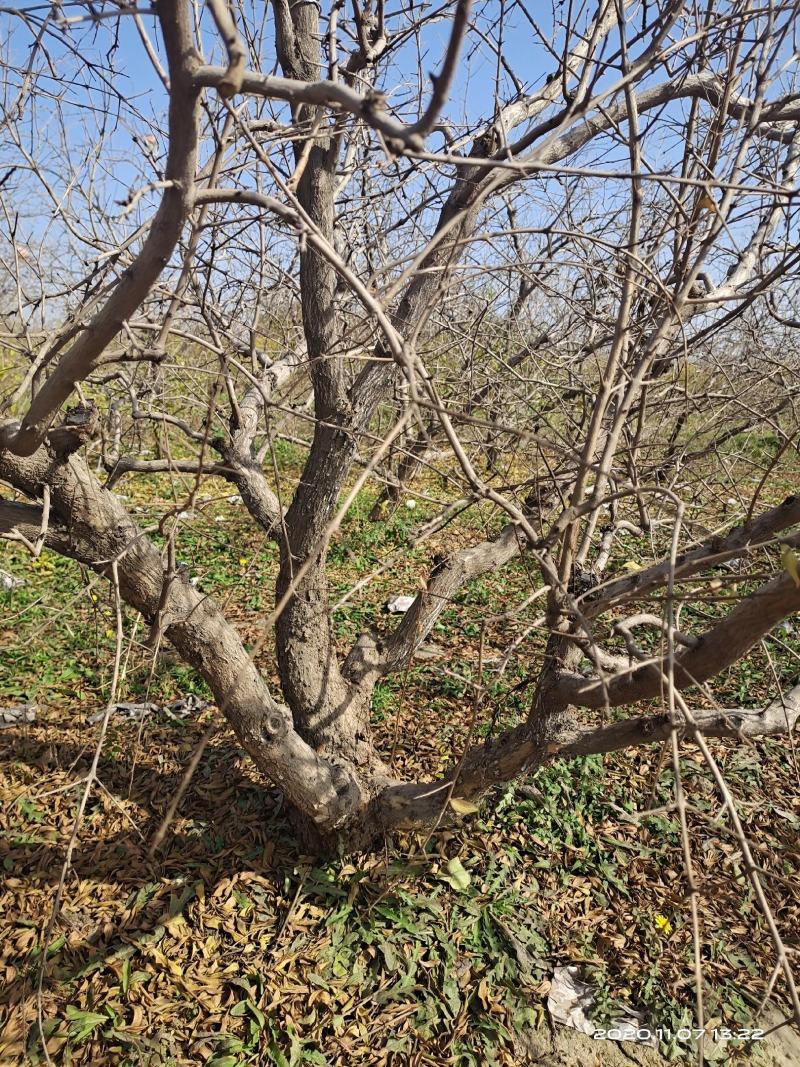 石榴树，丛生石榴树，独杆，大小规格