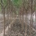 大叶女贞，高杆1.8上