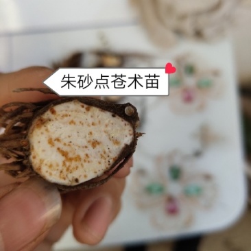 苍术苗朱砂点苍术北苍术免费技术指导基地直销