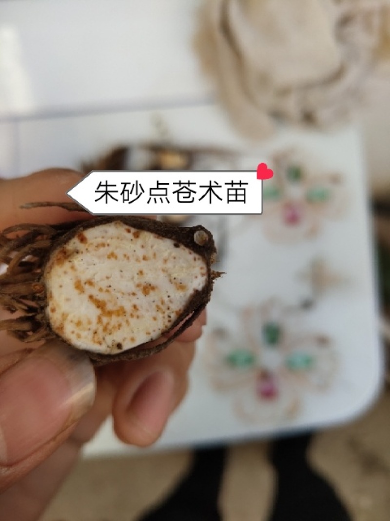 苍术苗朱砂点苍术北苍术免费技术指导基地直销