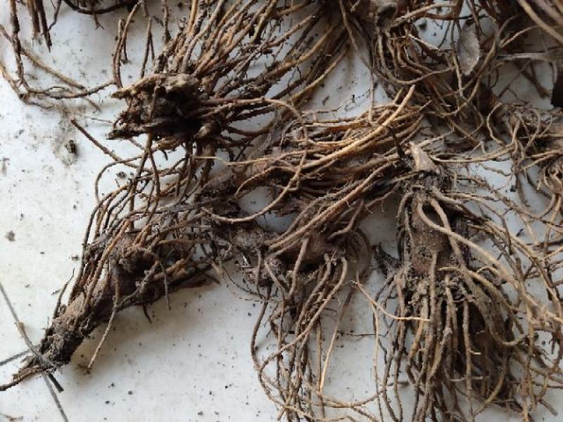 苍术苗朱砂点苍术北苍术免费技术指导基地直销