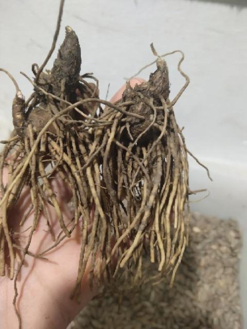 苍术苗朱砂点苍术北苍术免费技术指导基地直销